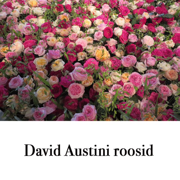 Suur õnnitluskaart David Austini roosid