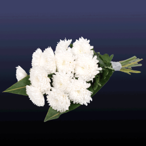 Käsileinakimp Käsileinakimp Kiku Shiro